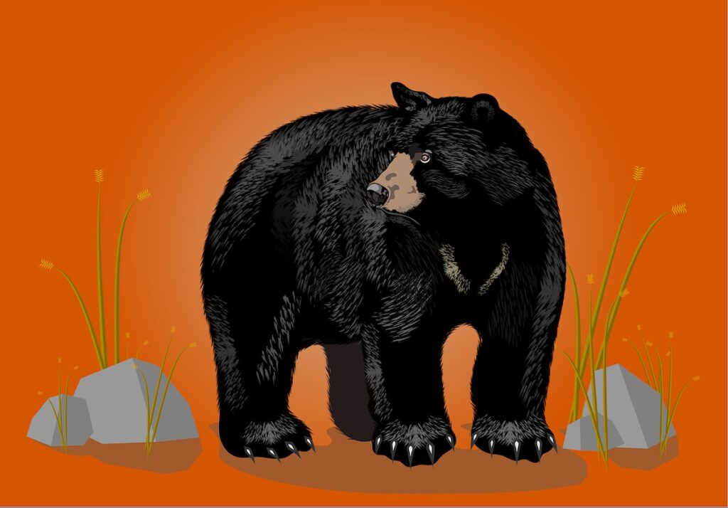 まとめ：クマ関連書籍で学ぶ、安全な山・森の過ごし方