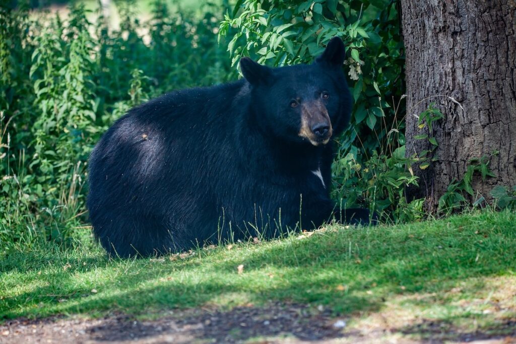 日本に生息するクマの種類と特徴を知ろう【ツキノワグマとヒグマの比較表】