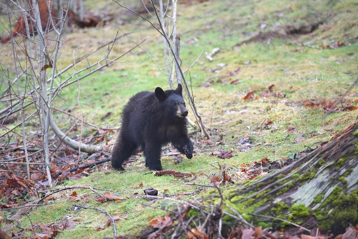 登山熊鈴おすすめ5選！山登りで熊鈴は必要？効果・マナー・うるさい対策もまとめて解説